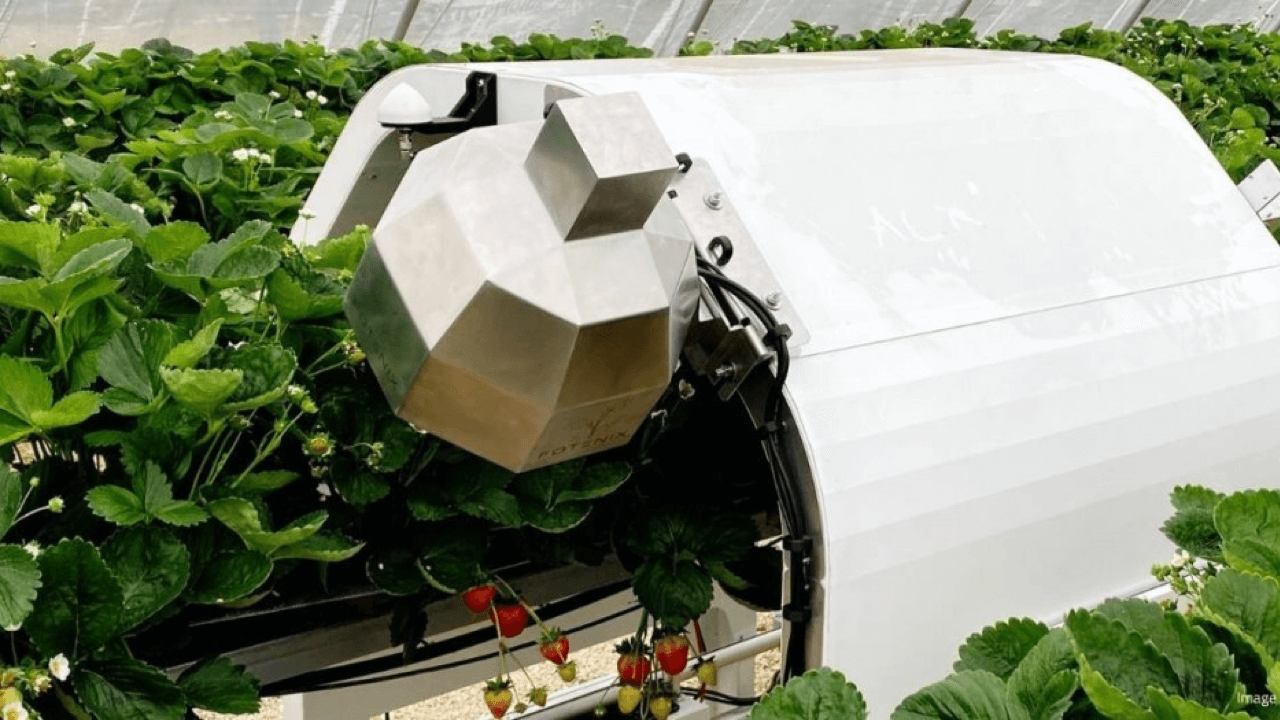 Polytunnel automated crop monitoring